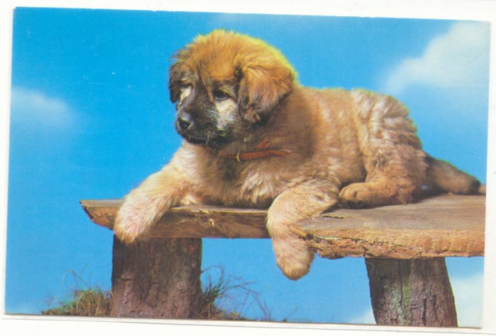 SWEET PUPPY ON WOODEN BENCH, VINTAGE CHROME Vintage POSTCARD 55