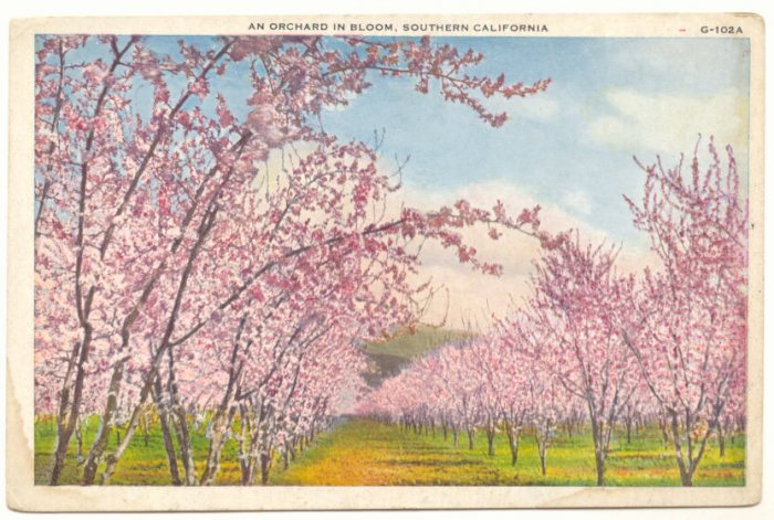 ORCHARD IN BLOOM, SOUTHERN CALIFORNIA VINTAGE POSTCARD 69