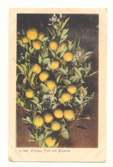 ORANGES, FRUIT AND BLOSSOMS, VINTAGE ANTIQUE POSTCARD 71