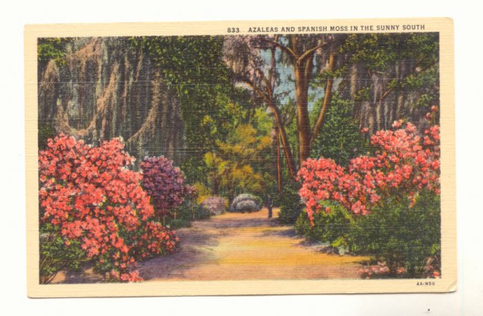 AZALEAS AND SPANISH MOSS IN THE SUNNY SOUTH POSTCARD 80
