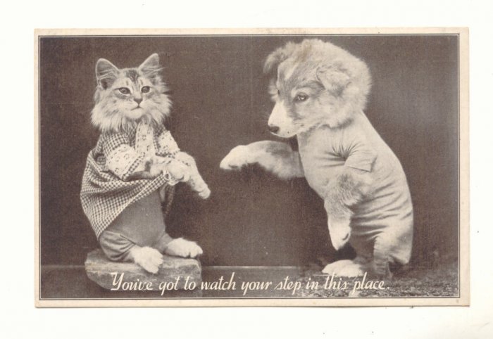 WATCH YOUR STEP, DRESSED KITTEN, PUPPY VINTAGE POSTCARD 112