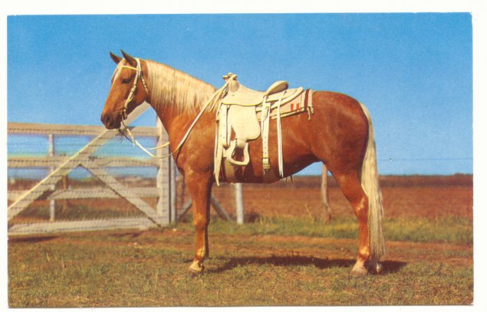 READY TO RIDE, GOLDEN PALOMINO, WESTERN TACK, POSTCARD 134
