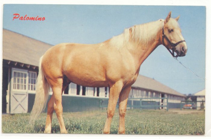 CREAMY PALOMINO, HORSE, FARM, VINTAGE CHROME POSTCARD 135