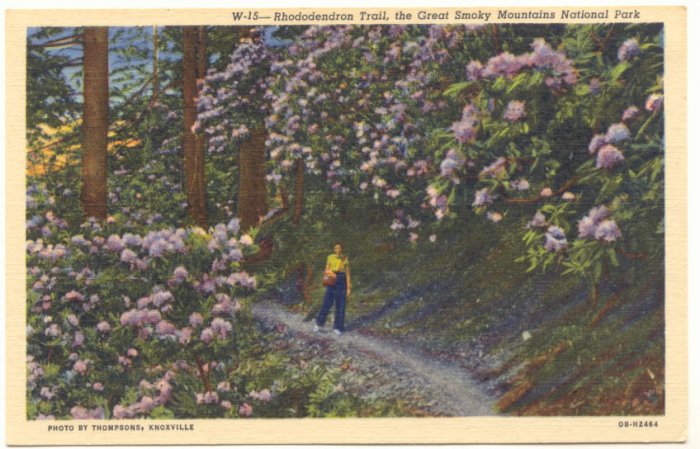 RHODODENDRON TRAIL , THE GREAT SMOKY MOUNTAINS NATIONAL PARK TENNESSEE, N. CAROLINA #174