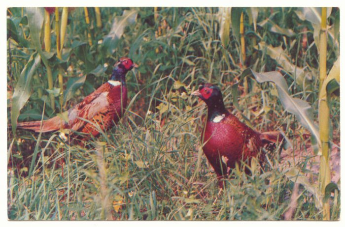 RING NECKED PHEASANTS VINTAGE CHROME POSTCARD #178