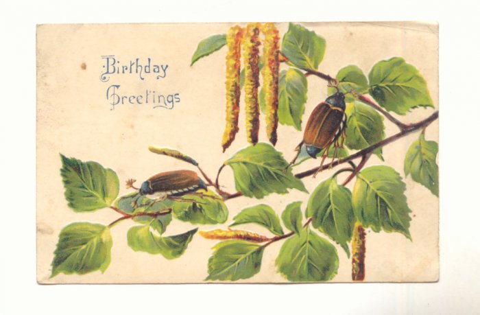 BIRTHDAY GREETING, BRANCH, BEETLES, VINTAGE POSTCARD #217