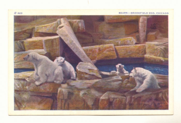 BEARS, BROOKFIELD ZOO, CHICAGO, ILLINOIS POLAR BEARS POSTCARD #252