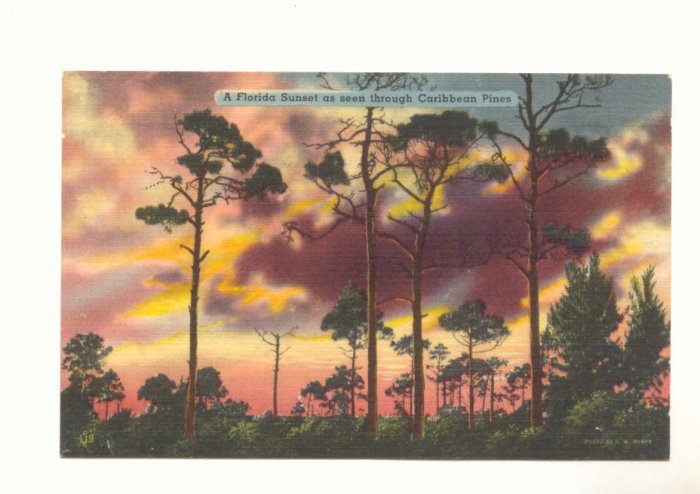 FLORIDA SUNSET SEEN THROUGH CARIBBEAN PINES POSTCARD #379