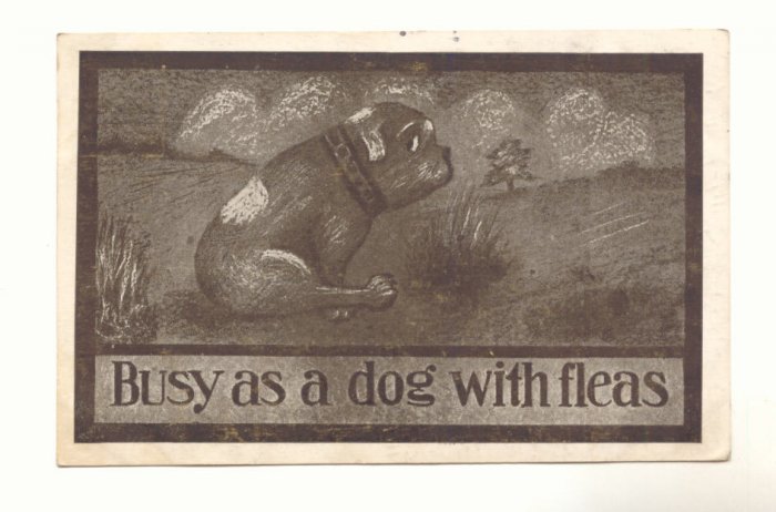 1911 BUSY AS A DOG WITH FLEAS, SAD BULL DOG Postcard #443