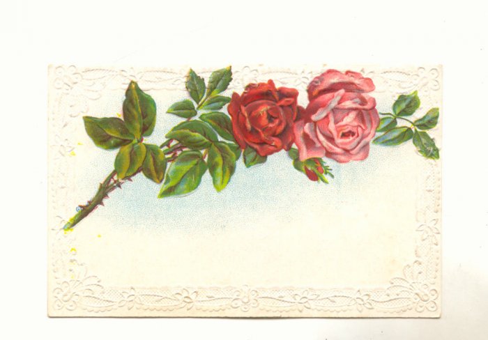 Pretty Pink and Red Roses, Vintage Flower Postcard #535