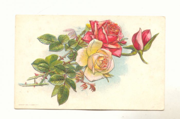 Pretty Pink and Cream Roses, Vintage 1910 Postcard #537