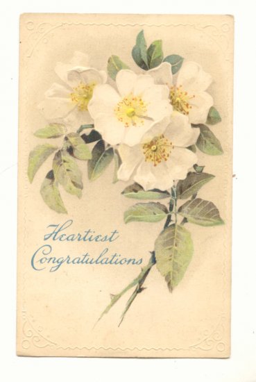 Heartiest Congratulations White Wild Roses Vintage 1911 Postcard #548