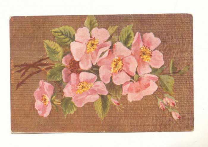 WILD ROSES Bouquet of Pink Roses Vintage Postcard #551