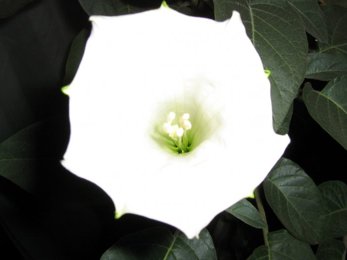 Toloatzin (Datura inoxia)