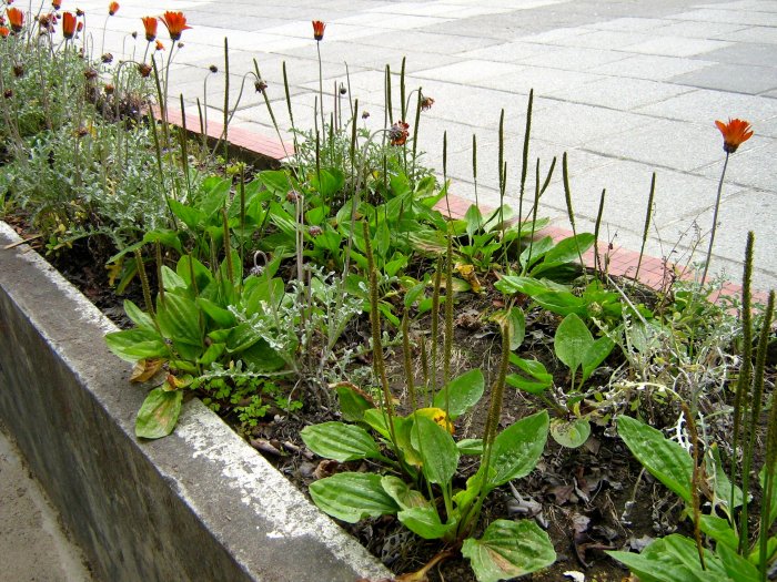 Llanten (Plantago major)
