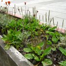 Llanten (Plantago major) Llanten (Plantago major)