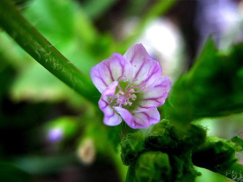 Malva rastrera (Malva neglecta)