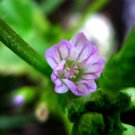Malva rastrera (Malva neglecta) Malva rastrera (Malva neglecta)