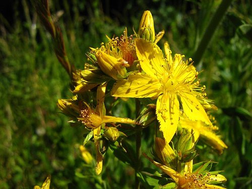Hierba de San Juan (Hypericum perforatum)