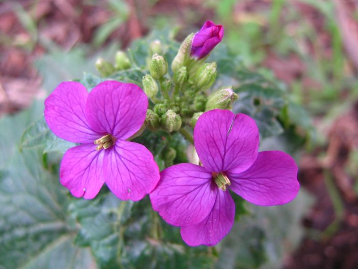 Lunaria (Lunaria annua)