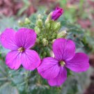 Lunaria (Lunaria annua) Lunaria (Lunaria annua)