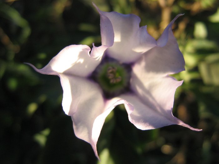 Estramonio (Datura stramonium var tatula)