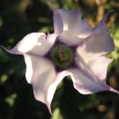 Estramonio (Datura stramonium var tatula) Estramonio (Datura stramonium var tatula)