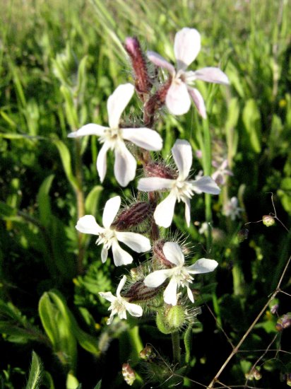 Silene (Silene gallica)