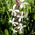 Silene (Silene gallica) Silene (Silene gallica)