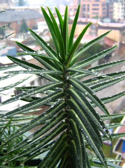 Tartago (Euphorbia latyris)