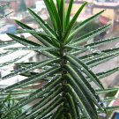 Tartago (Euphorbia latyris) Tartago (Euphorbia latyris)