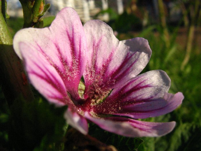 Malva zebrina (Malva silvestris var. zebrina)