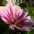 Malva zebrina (Malva silvestris var. zebrina) Malva zebrina (Malva silvestris var. zebrina)