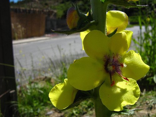 Verbasco (Verbascum virgatum)
