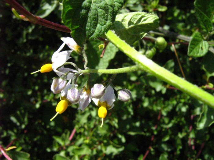Solano negro (Solanum nigrum)