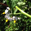 Solano negro (Solanum nigrum) Solano negro (Solanum nigrum)