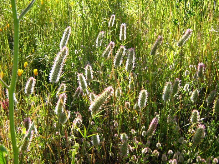 Trebol de hoja estrecha (Trifolium angostifolium)