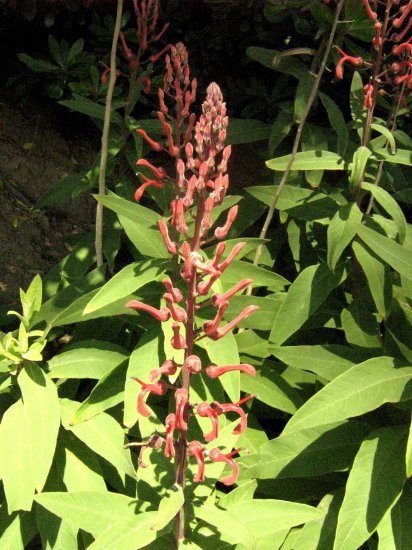 Tupa (Lobelia tupa)