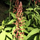 Tupa (Lobelia tupa) Tupa (Lobelia tupa)