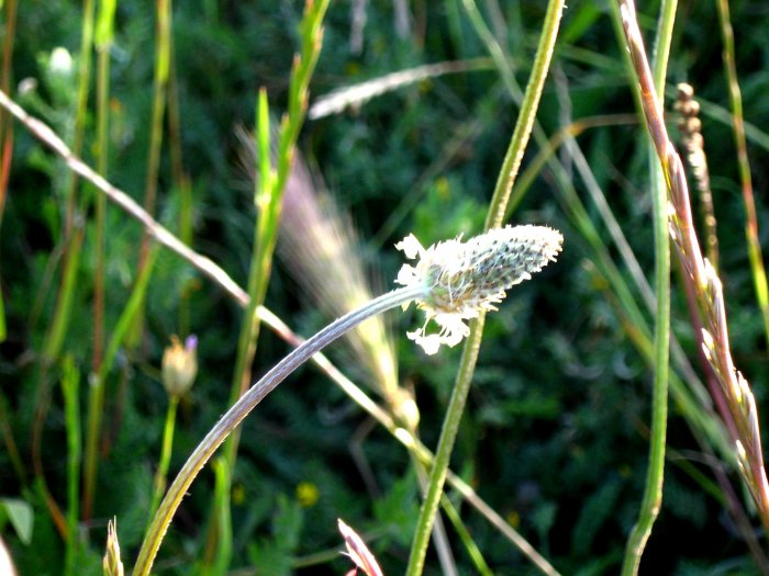 Sietevenas (Plantago lanceolata)