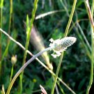 Sietevenas (Plantago lanceolata) Sietevenas (Plantago lanceolata)