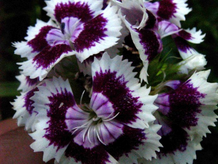Clavelina (Dianthus chinensis)