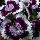 Clavelina (Dianthus chinensis) Clavelina (Dianthus chinensis)