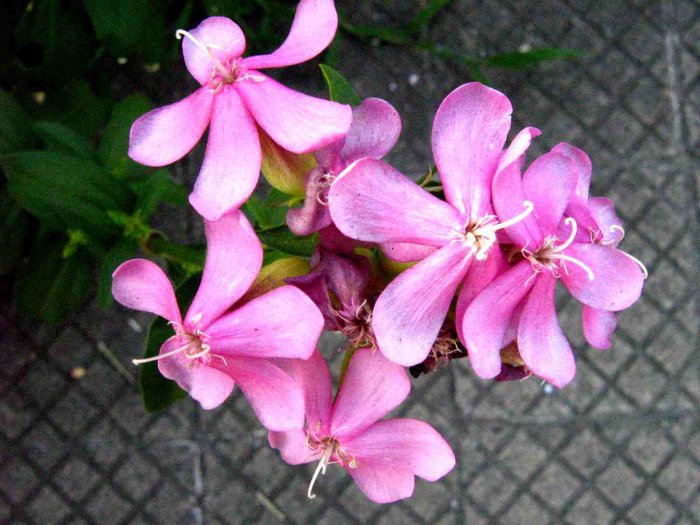Centaura menor (Centaurium erythraea)