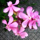 Centaura menor (Centaurium erythraea) Centaura menor (Centaurium erythraea)