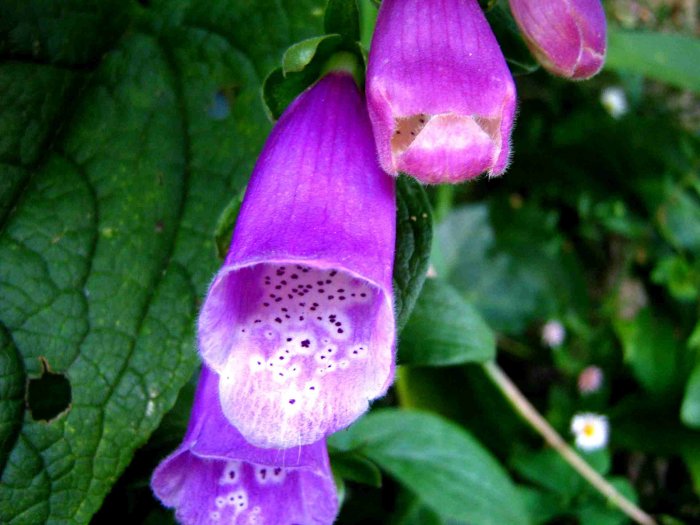 Digitalis (Digitalis purpurea)