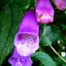 Digitalis (Digitalis purpurea) Digitalis (Digitalis purpurea)