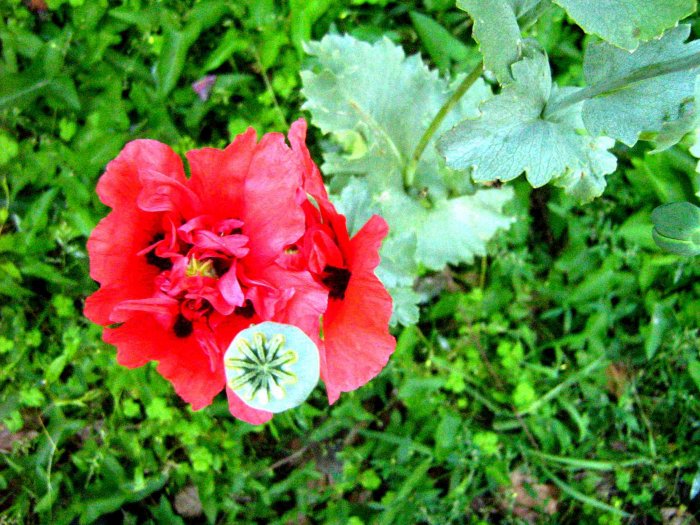 Adormidera (Papaver somniferum)