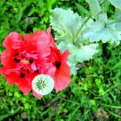 Adormidera (Papaver somniferum) Adormidera (Papaver somniferum)