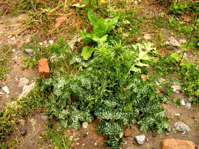 Cardo Mariano (Sillybum marianum)